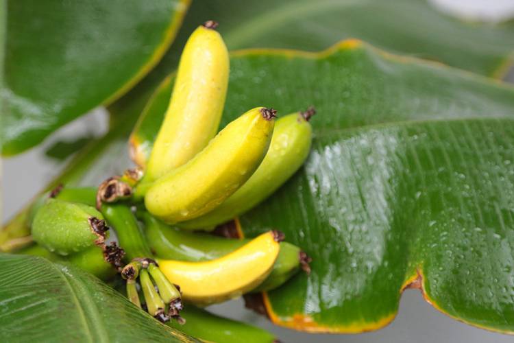 В зимнем саду университета созрел карликовый банан
